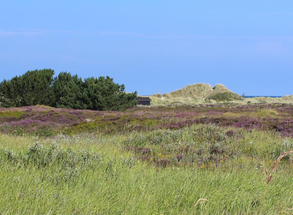 Laesoe Vesteroe Syd 22