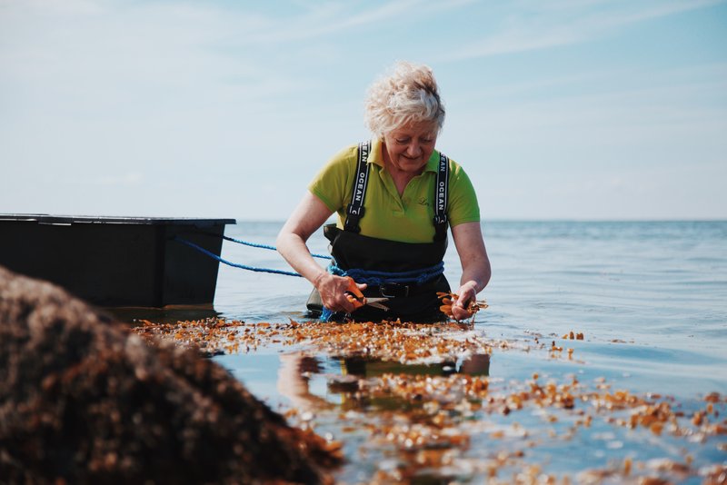 Læsø Tang Visitdenmark (23) 800Px
