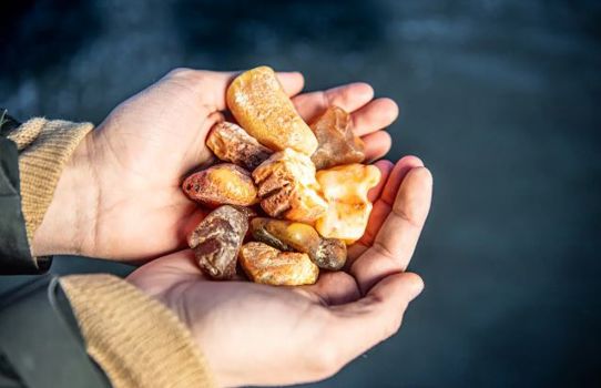 Jyllandsakvariet Ravsafari