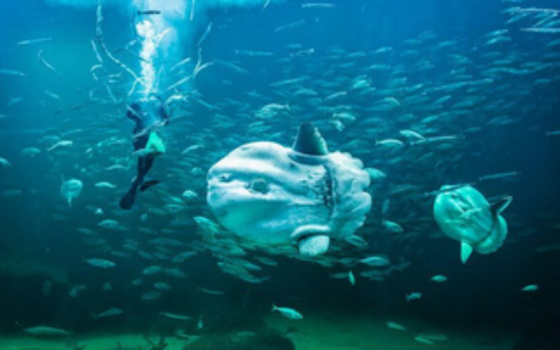 Nordsoe Oceanarium (1)