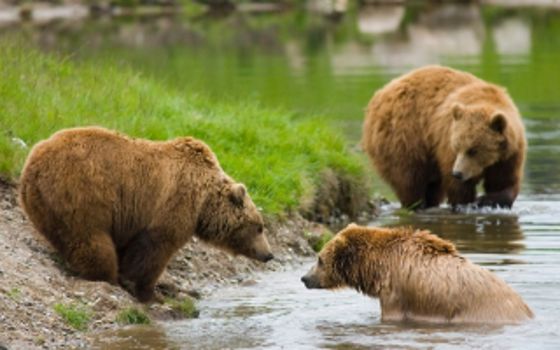 Skandinavisk Dyrepark