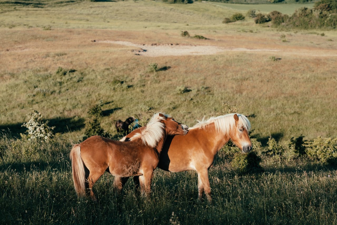 Lokalguide Djursland Soelballegaard Heste Foto Frame And Work Medium